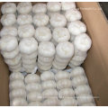 White Garlic in 2015 with High Quality for Exporting